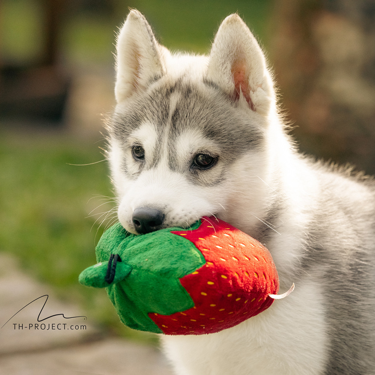 Imagem do Blog Tunghats Siberians