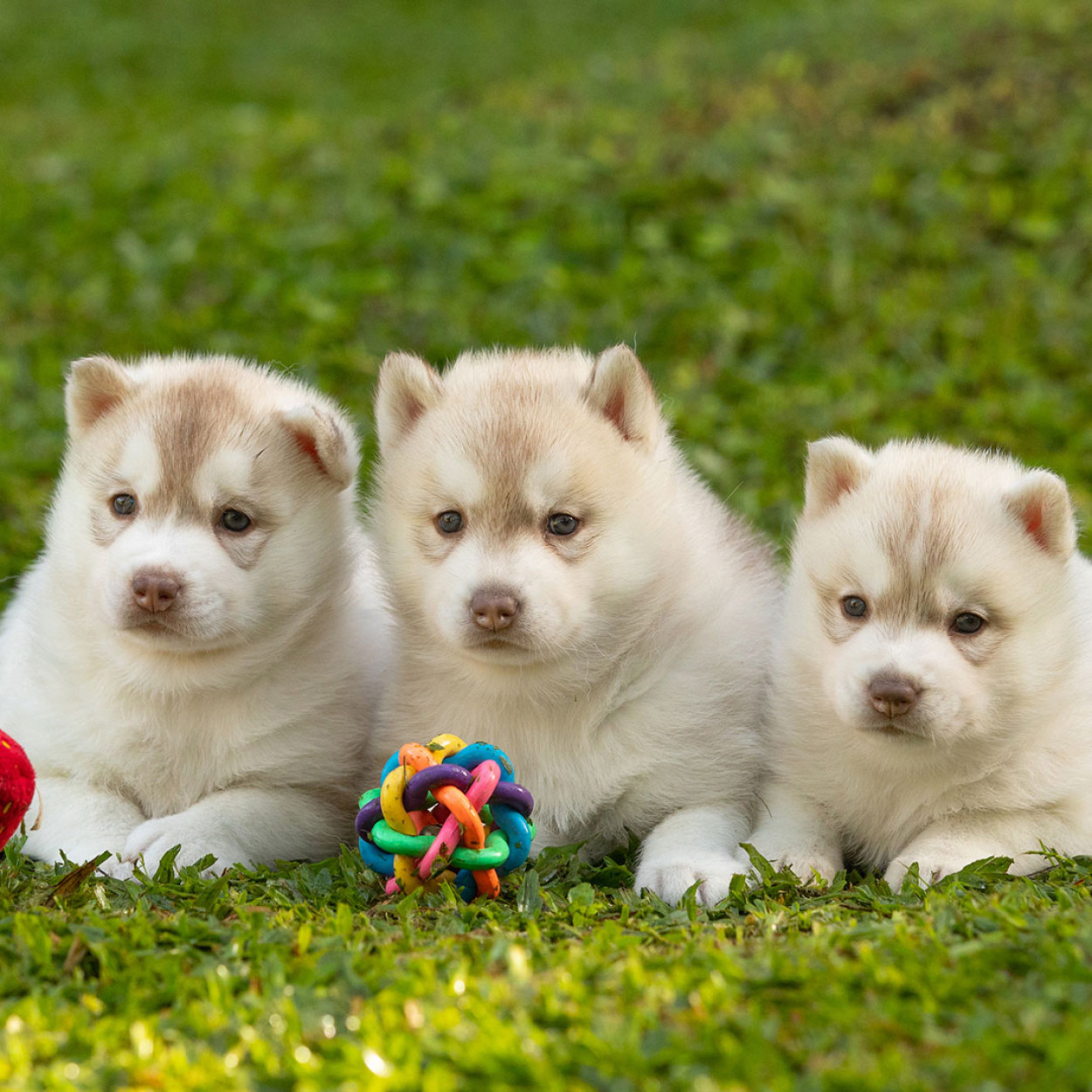 Imagem do Blog Tunghats Siberians